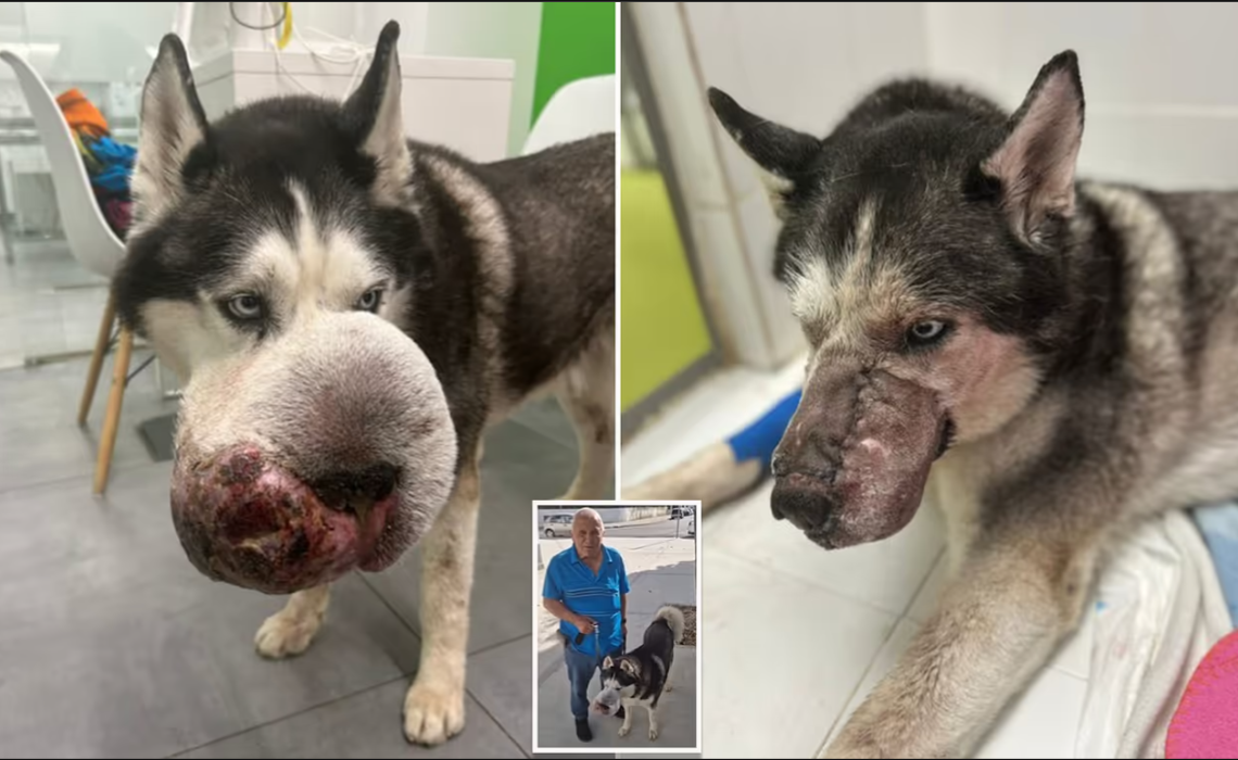 Rex the Siberian husky before and after tumor