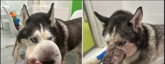 Rex the Siberian husky before and after tumor