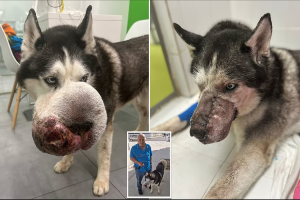 Rex the Siberian husky before and after tumor