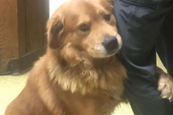 Golden Retriever Bonnie